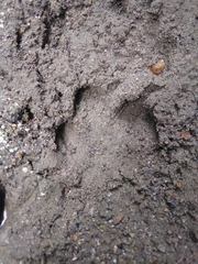 Tapirus terrestris