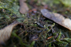 Philonthus decorus