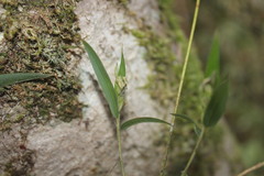 Nastus perrieri