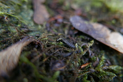 Philonthus decorus