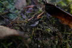 Philonthus decorus