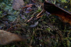 Philonthus decorus