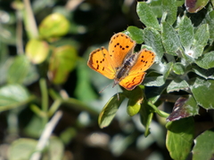 Chrysoritis chrysaor