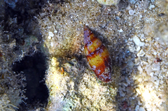 Mitridae