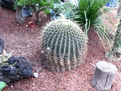 Echinocactus