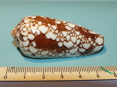 Conus omaria