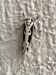 Ethmia semilugens
