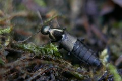 Philonthus decorus