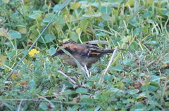 Aphrastura spinicauda fulva