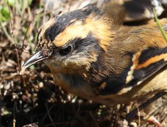 Aphrastura spinicauda fulva