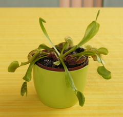 Dionaea