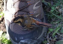 Aphrastura spinicauda fulva