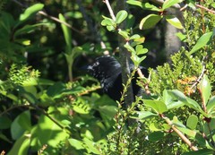 Curaeus curaeus curaeus