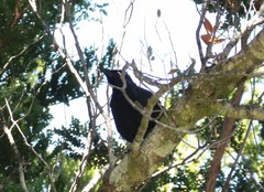 Curaeus curaeus curaeus