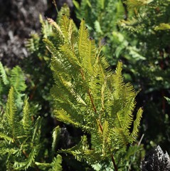 Sticherus cryptocarpus