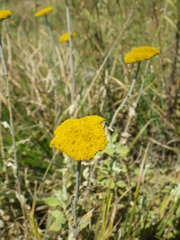 Helichrysum umbraculigerum