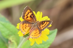 Axiocerses harpax