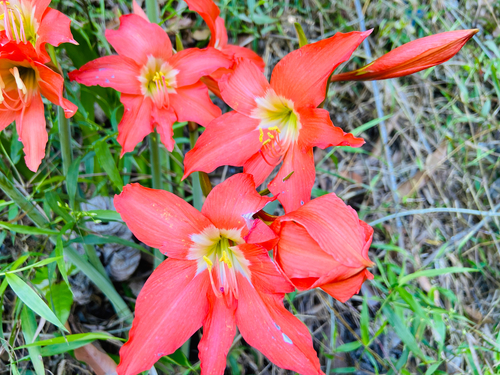 Hippeastrum puniceum