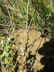 Helichrysum umbraculigerum