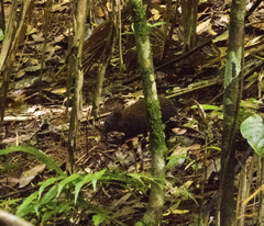 Hypsiprymnodon moschatus