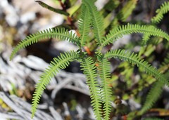 Sticherus quadripartitus