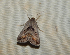 Acantholipes trimeni