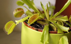 Dionaea