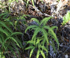 Sticherus quadripartitus