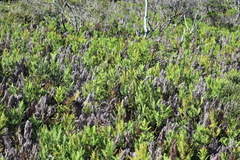 Sticherus cryptocarpus