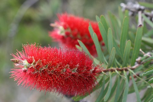 Swamp Bottlebrush (Melaleuca glauca) · iNaturalist