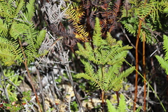 Sticherus cryptocarpus