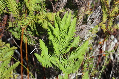 Sticherus cryptocarpus