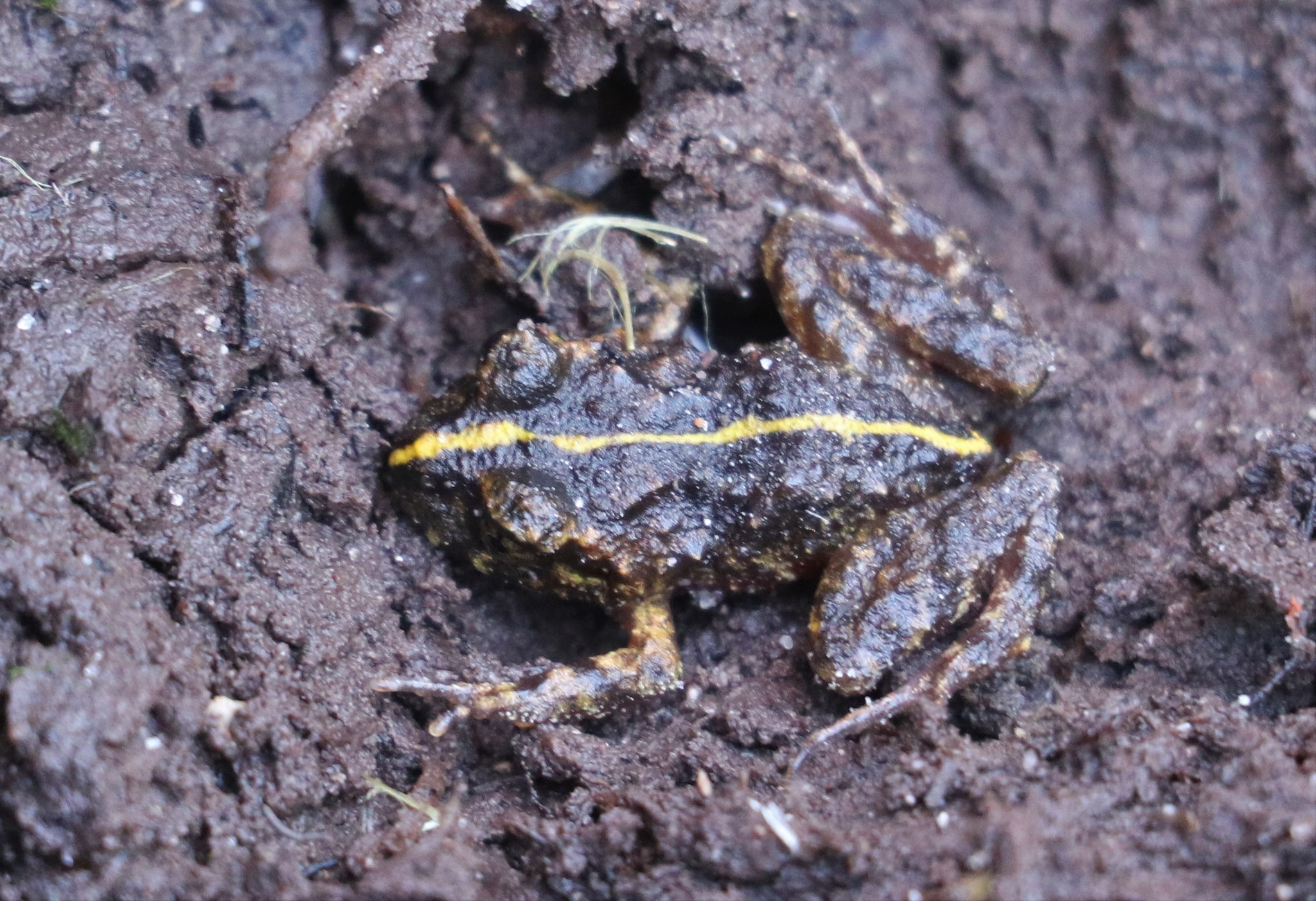 Eupsophus emiliopugini Formas, 1989