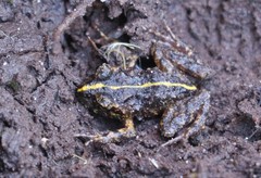 Eupsophus emiliopugini