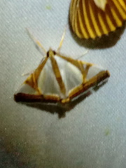 Agrioglypta eurytusalis