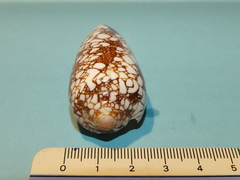 Conus omaria