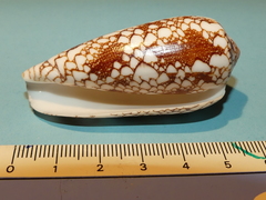 Conus omaria