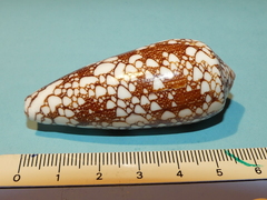 Conus omaria
