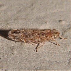 Nymphocixia caribbea