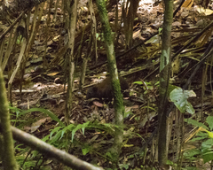 Hypsiprymnodon moschatus