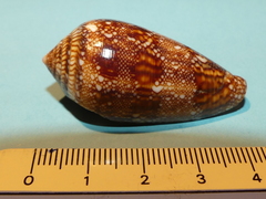 Conus canonicus
