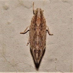 Nymphocixia caribbea
