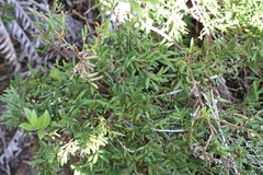 Philesia magellanica