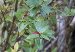 Gaultheria insana