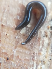 Rhynchodemus sylvaticus