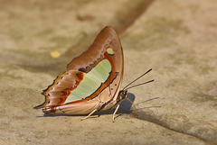 Polyura athamas