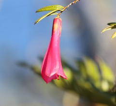 Philesia magellanica