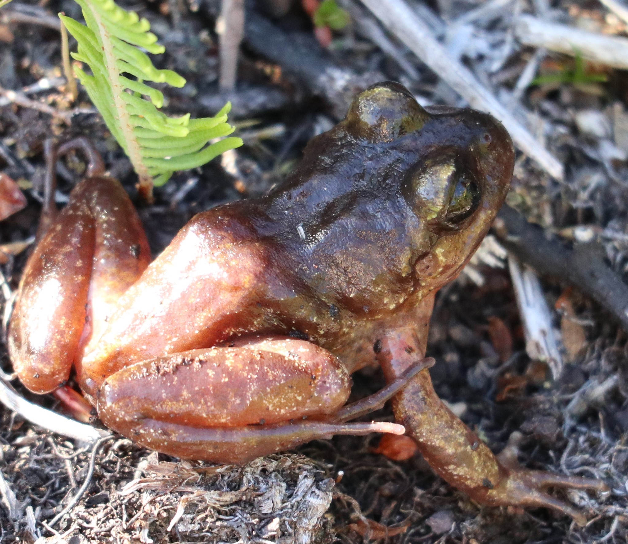 Eupsophus emiliopugini Formas, 1989