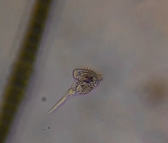 Microcodon clavus