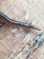 Rhynchodemus sylvaticus